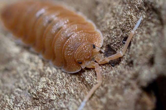 'Rust' Giant Canyon Isopods - Porcellio dilatatus (10-20ct)