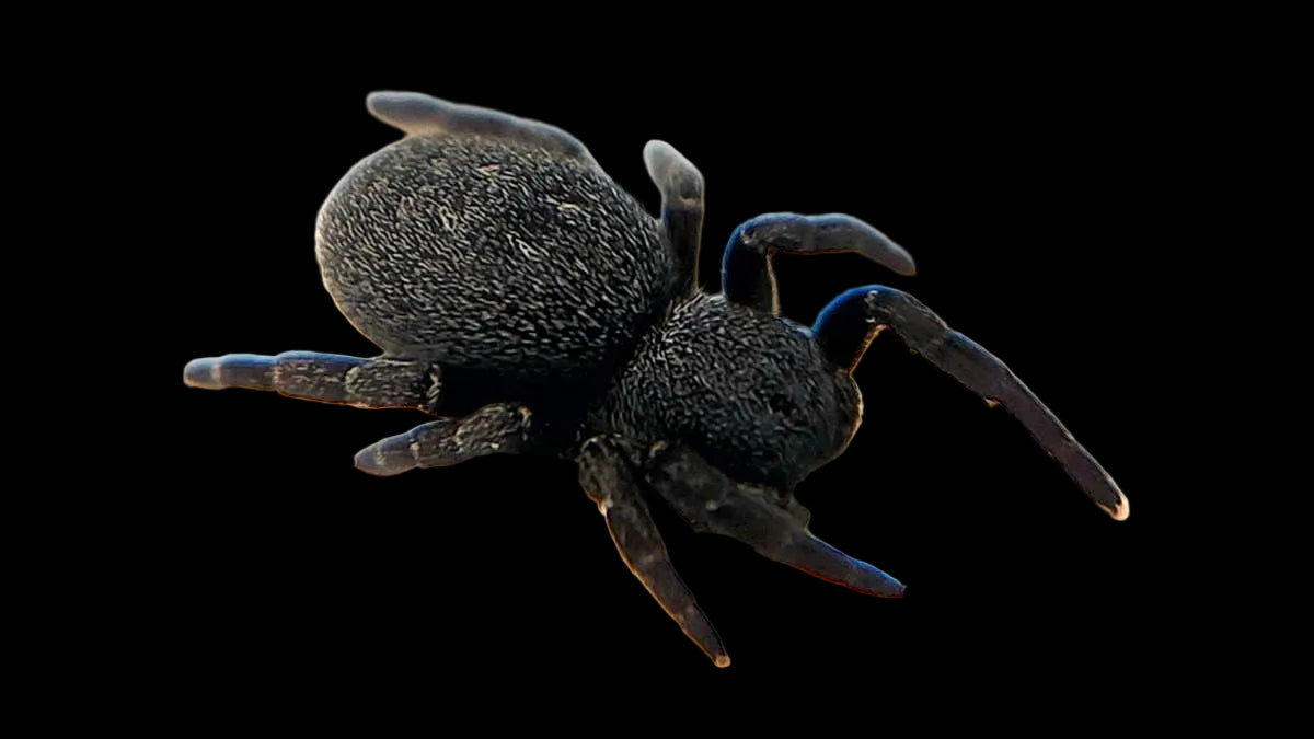 Eresus ruficapilus- ladybird spider