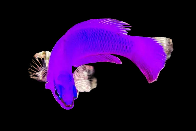 Orchid Dottyback - Pseudochromis fridmani