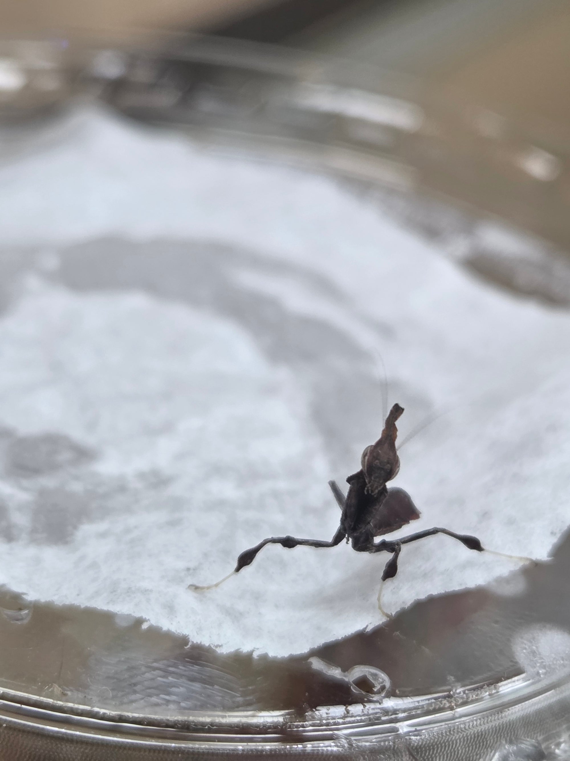 Ghost mantis Phyllocrania paradoxa