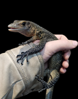 Peach Throat Monitor - Varanus jobiensis