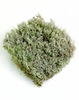 Mossify - REVITA-MOSS - Natural Lichen (Cladonia arbuscula) 6"x6"