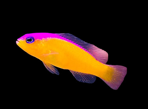 Purple Stripe (Diadema) Dottyback - Pseudochromis diadema)
