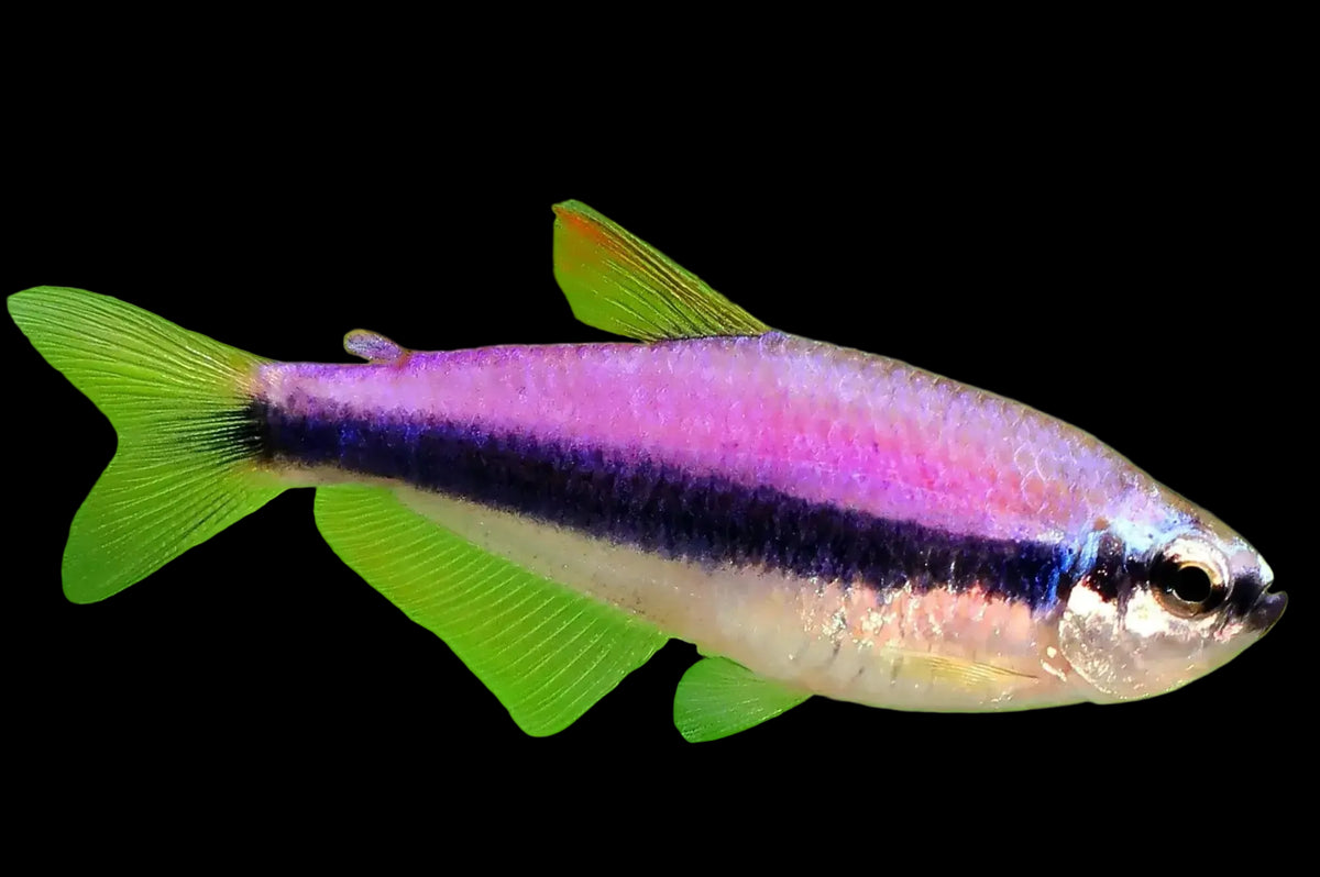 Purple Emperor Tetra - Inpaichthys kerri