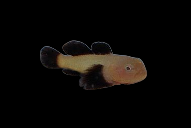 Panda Goby - Paragobius lacunicolus