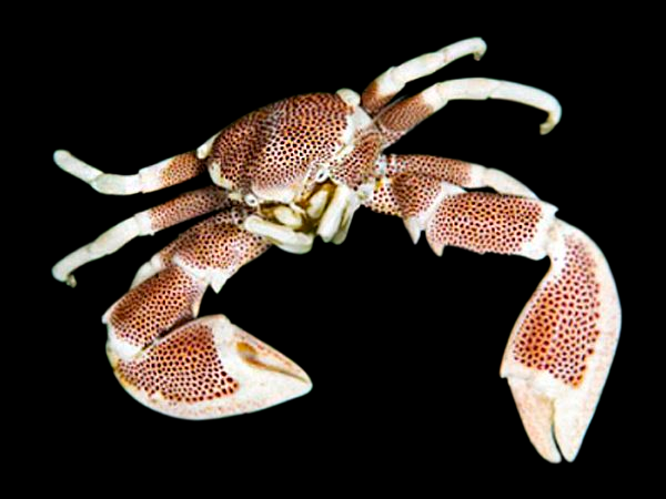Porcelain Anemone Crab - Neopetrolisthes sp.