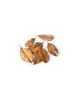 Galapagos - Magnolia Leaves - 4 qt
