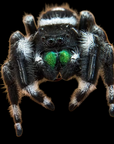 Jumping Spider