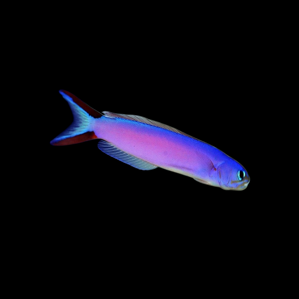 Purple Tile Fish - Hoplolatilus purpureus