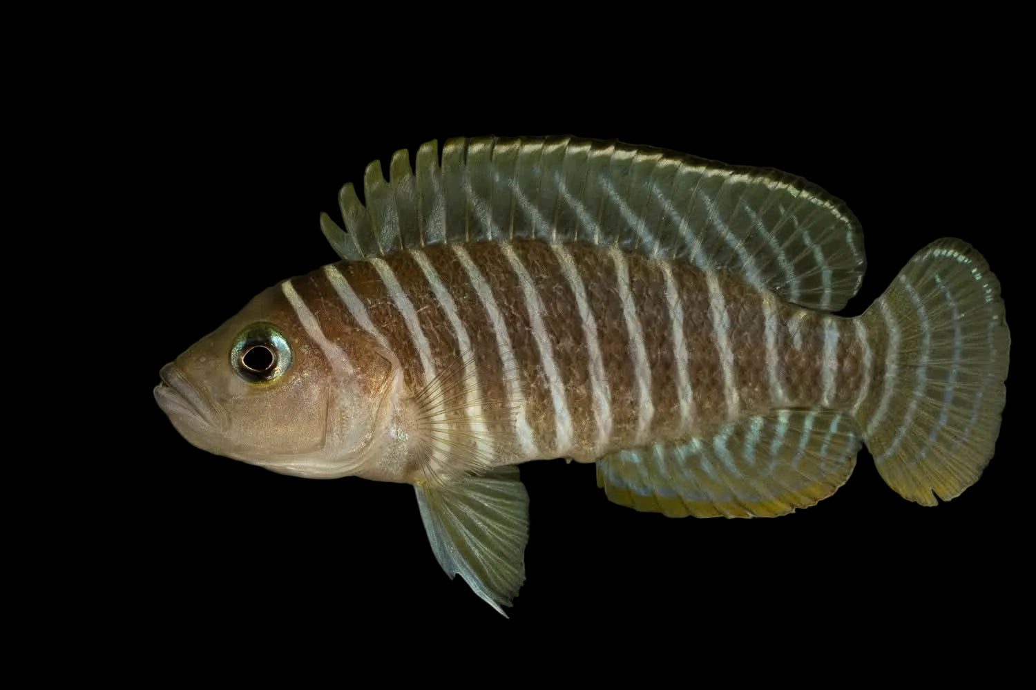 Similis Shell Dweller Cichlid - Neolamprologus similis