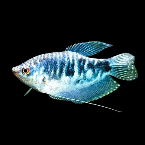 Opaline Gouramis