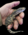 Black Throat Monitor - Varanus albigularis