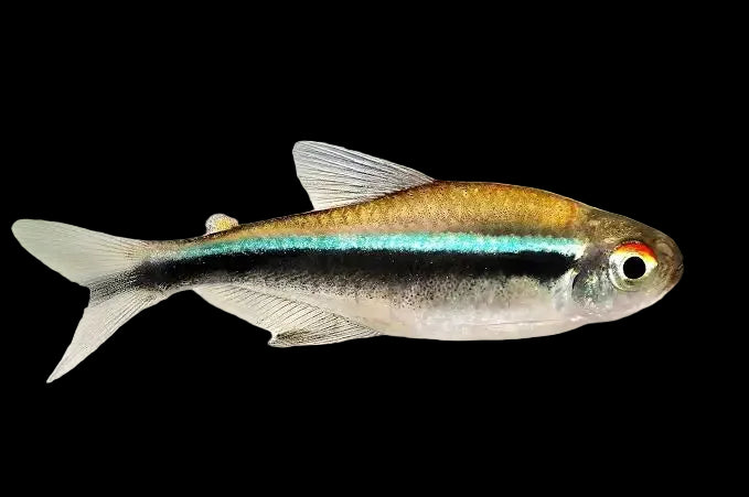 Black Neon Tetra - Hyphessobrycon herbertaxelrodi