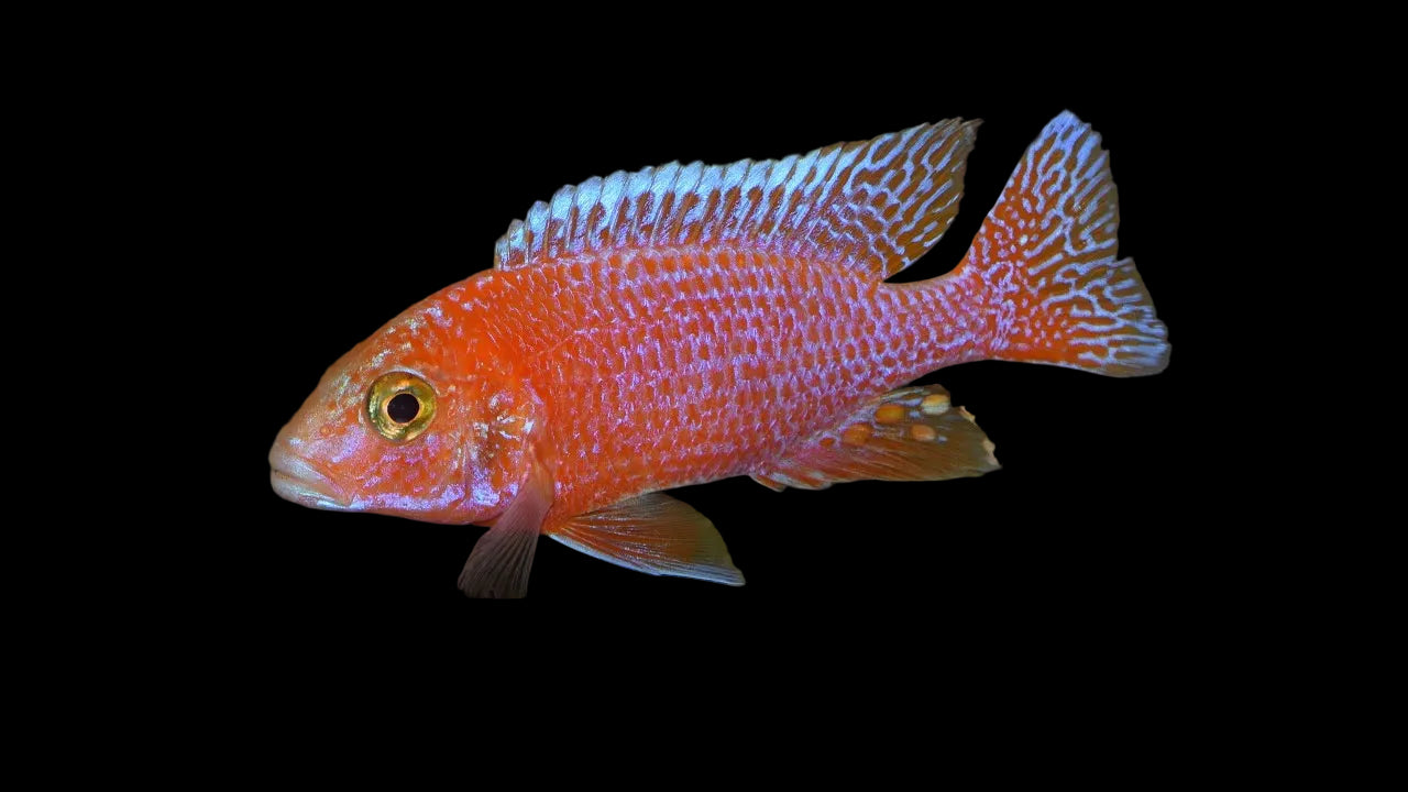 Dragon Blood Peacock Cichlid - Aulanocara sp.