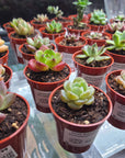 AO - Assorted Succelent/Lithop - small