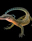 Peach Throat Monitor - Varanus jobiensis