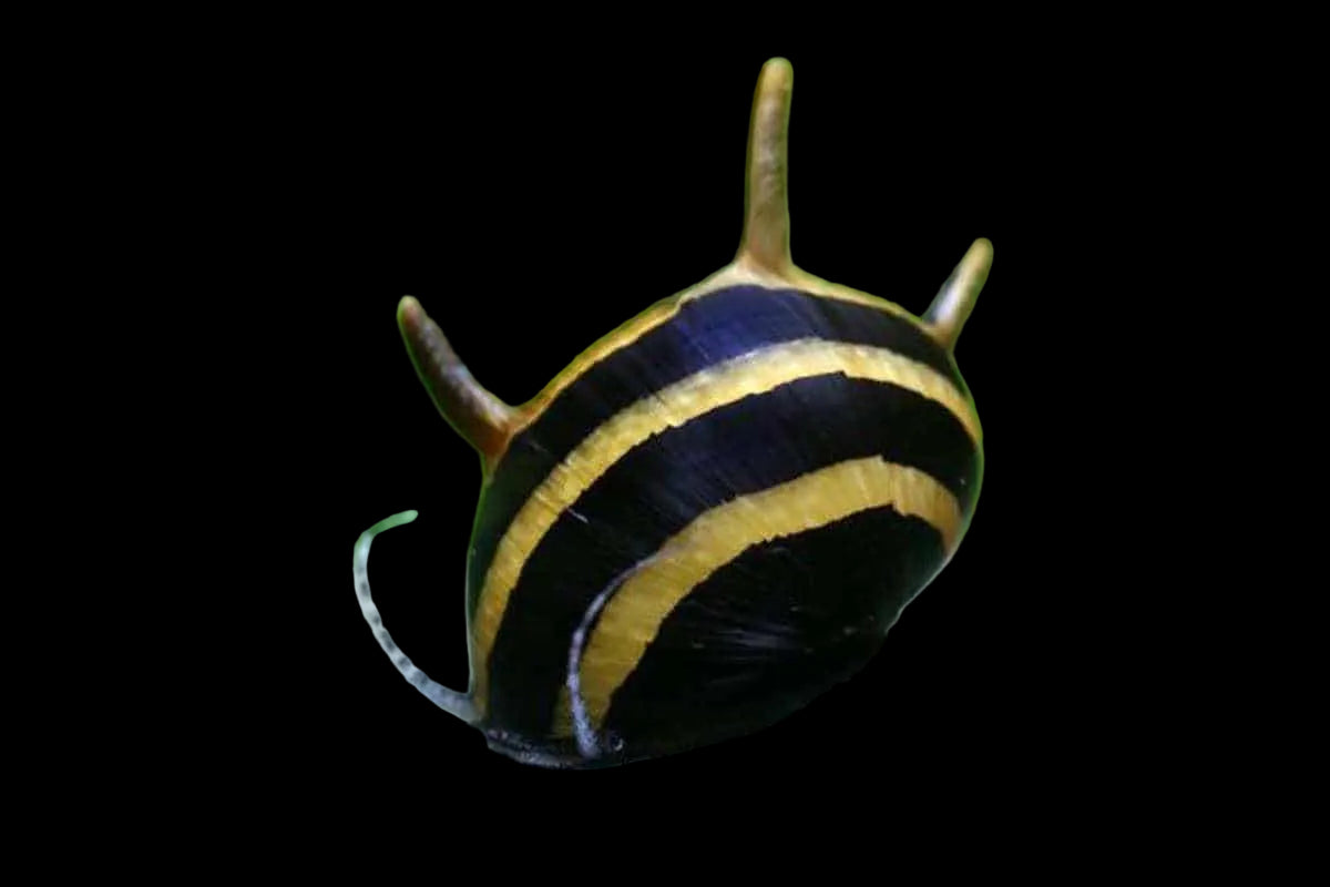 Horned Trivolor Snail - Clithon corona/diadema