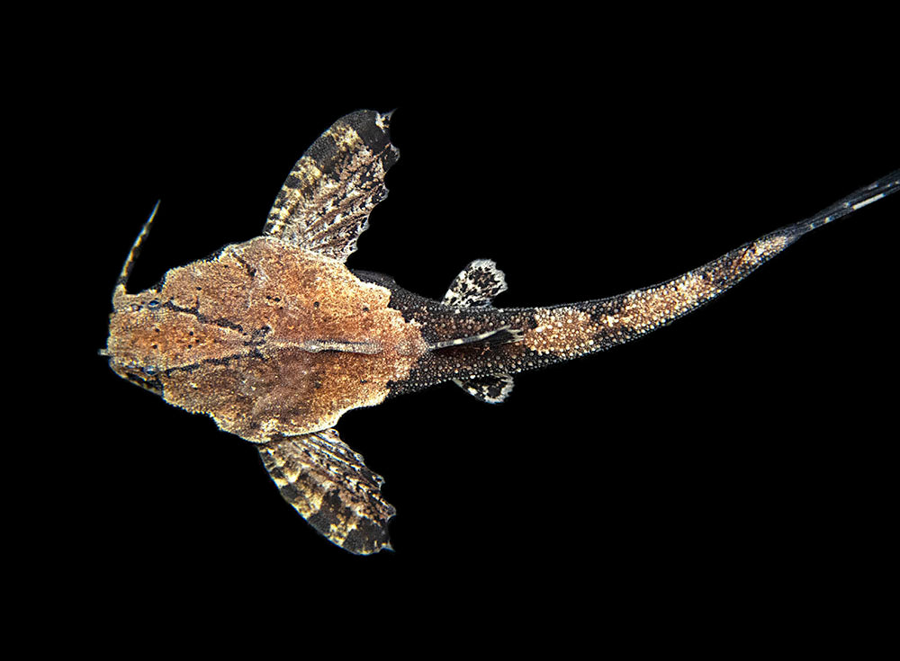 Banjo Catfish - Bunocephalus Coracoideus