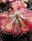 Drosera Sundew