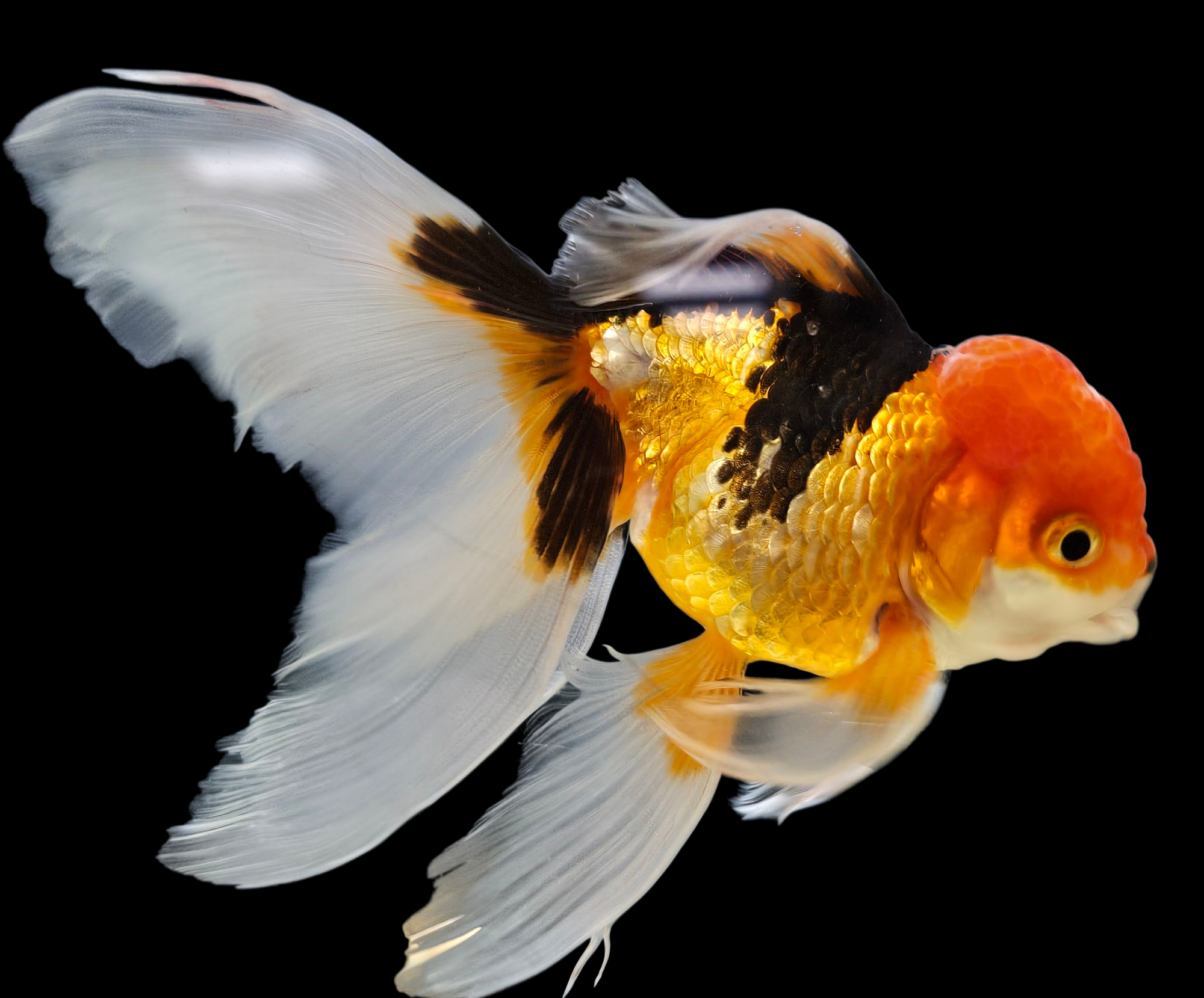 Premium Calico Oranda Goldfish - Large