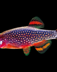 Celestial Pearl Danio - Danio margaritatus