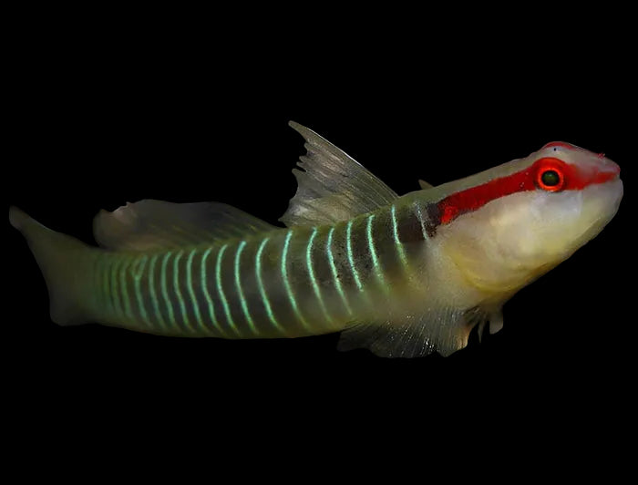 Green Banded Goby - Tigrigobius multifasciatus