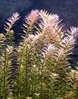 8 Species Aquarium Plants Bundle – Anacharis, Hornwort, Amazon Sword, Moneywort, Ludwigia and Cryptocoryne
