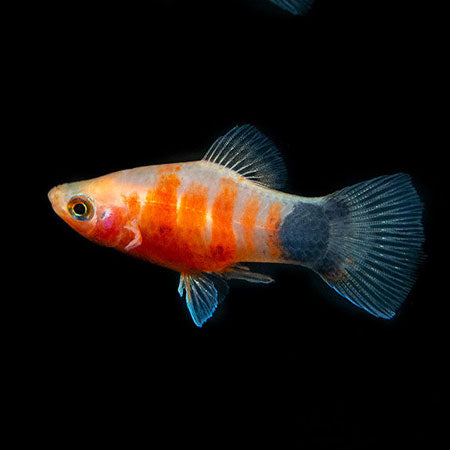 A Peppermint Platy (Xiphophorus maculatus) with vibrant orange and black stripes and translucent fins swims against a dark background.