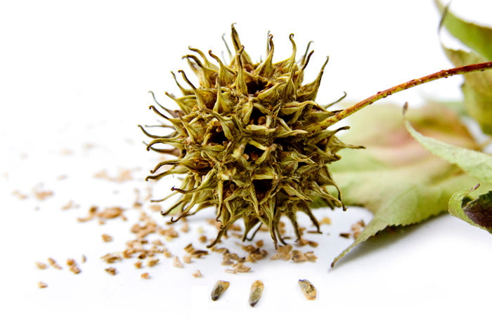 A close-up of Lugarti Sweet Gum Seed Pods, featuring spiky, round seed pods with scattered seeds and dried leaves on a white background—a perfect natural addition to enrich your terrarium.