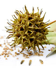 A close-up of Lugarti Sweet Gum Seed Pods, featuring spiky, round seed pods with scattered seeds and dried leaves on a white background—a perfect natural addition to enrich your terrarium.