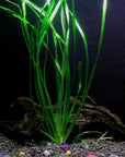 8 Species Aquarium Plants Bundle – Anacharis, Hornwort, Amazon Sword, Moneywort, Ludwigia and Cryptocoryne
